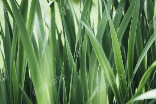 Preview: full frame image of grass background