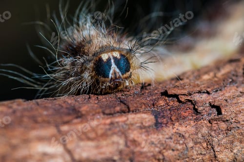 Preview: Caterpillar on plant branch in forest