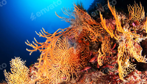 Preview: Amazing underwater world, Underwater world scene.