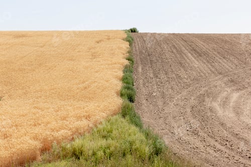 Preview: Summer wheat field divided by weeds and harvest half, Whitman County, Palouse, Washington.