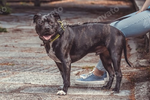 Preview: Pitbull dog on a path looking at camera