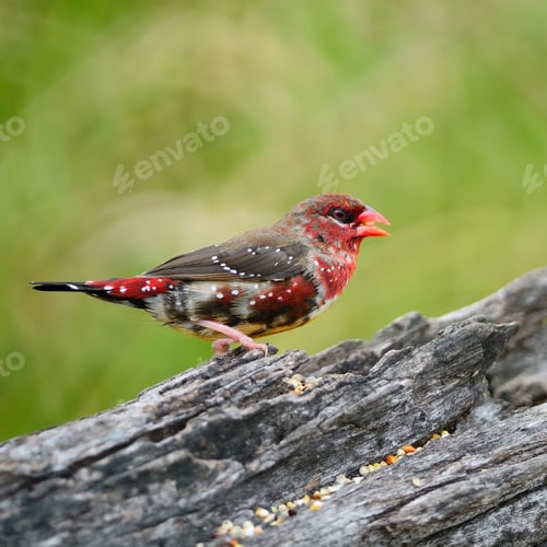 Preview: juvenile male Red Avadavat
