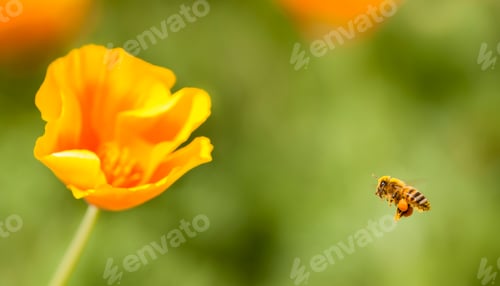 Preview: Honey bee flying on Eschscholzia californica, yellow and orange