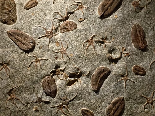 Preview: Fossils embedded in rock