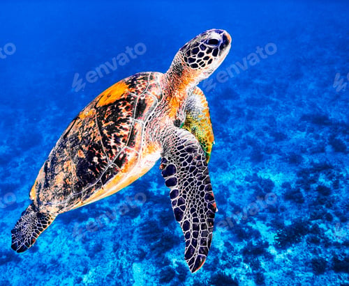 Preview: A Beautiful Turtle underwater photography