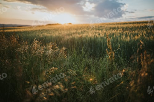 Preview: Gorgeous background of a lush field of grass and wheat with the sun shining brightly from behind
