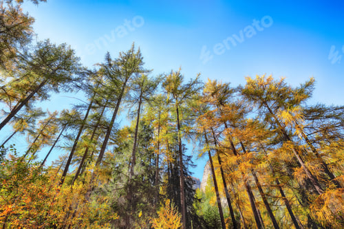 Preview: Fabulous woodland in autumn forest in Alps with majestic yellow trees under sunlit.