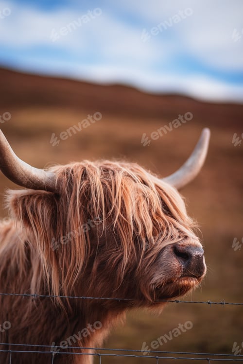 Preview: the horns are standing up on the fence post by the field