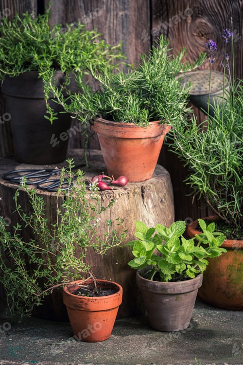 Preview: Rustic garden in summer afternoon. Herbs in old garden.
