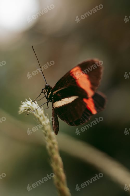 Preview: A butterfly on a Plant