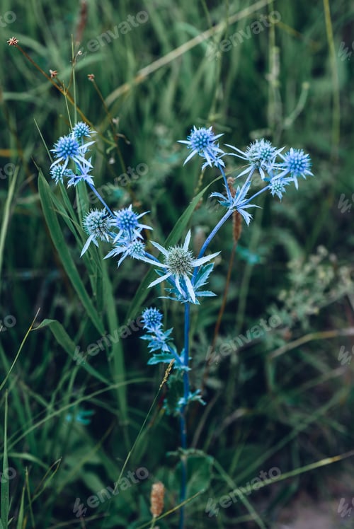 Preview: Flowers of blue eryngium