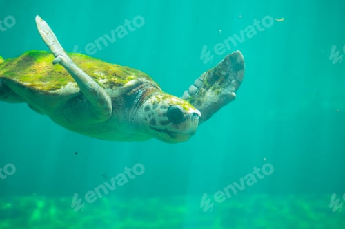 Preview: a magnificent huge sea turtle in full face swims in the sea water among the penetrating sunbeams