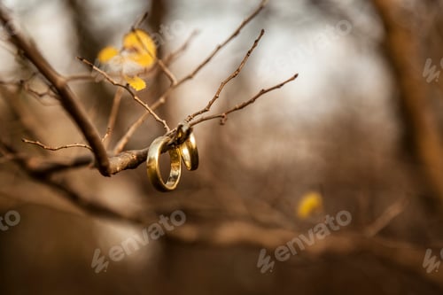 Preview: Wedding rings hanging on bare twigs