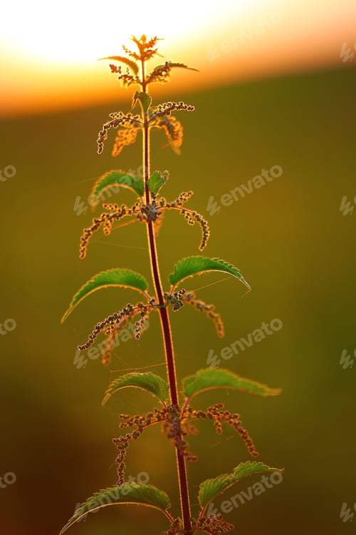 Preview: nettle flower at sunset in backlight