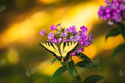 Preview: Yellow Monarch feeds from flower nectar