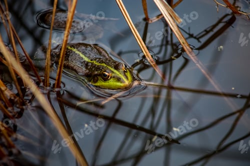 Preview: a toad hides behind reeds in the lake