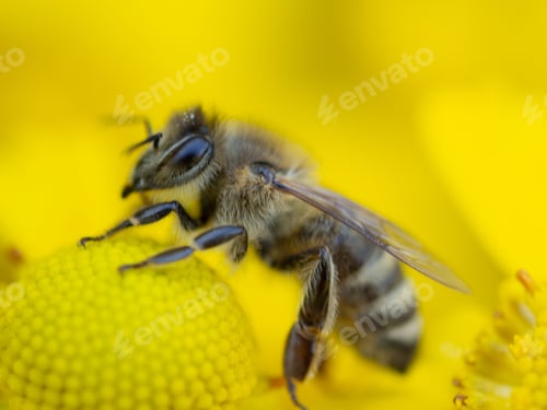 Preview: Closeup shot of a bee on a yellow helenium flower.