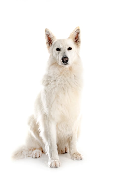 Preview: White Swiss Shepherd Dog