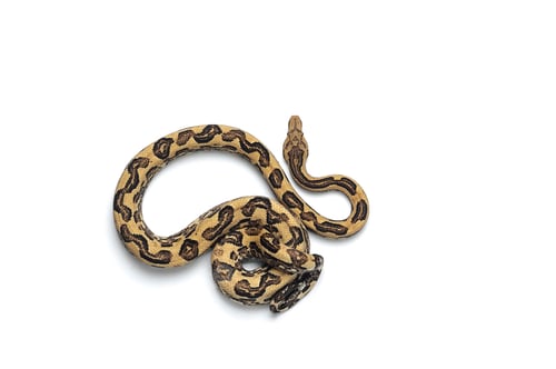 Preview: The viper boa isolated on white background