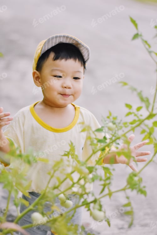 Preview: Tomato picking