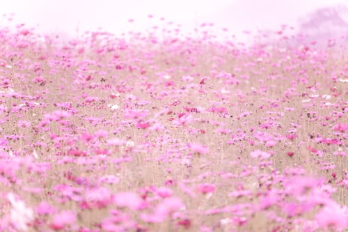Preview: Soft blur focus of cosmos flowers field with vintage pink filter