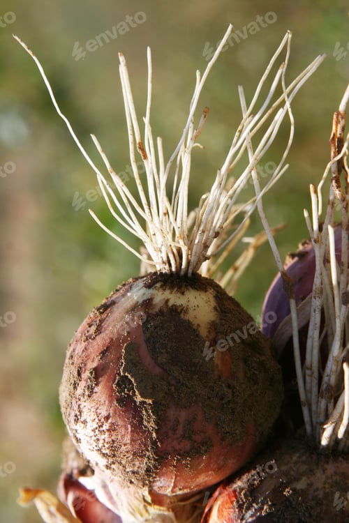 Preview: freshly picked fresh onion from the ground