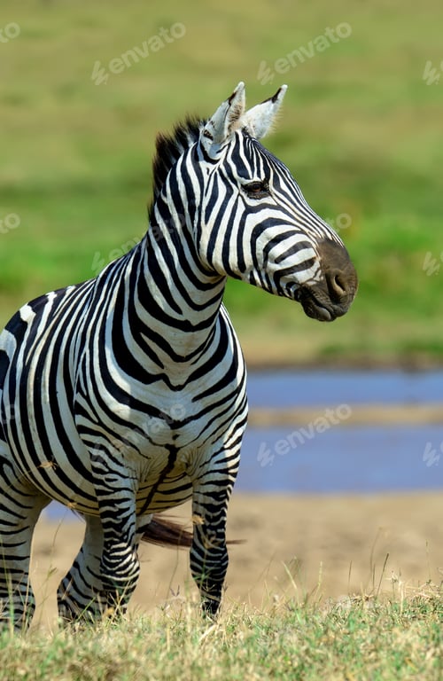 Preview: Zebra in National park of Kenya