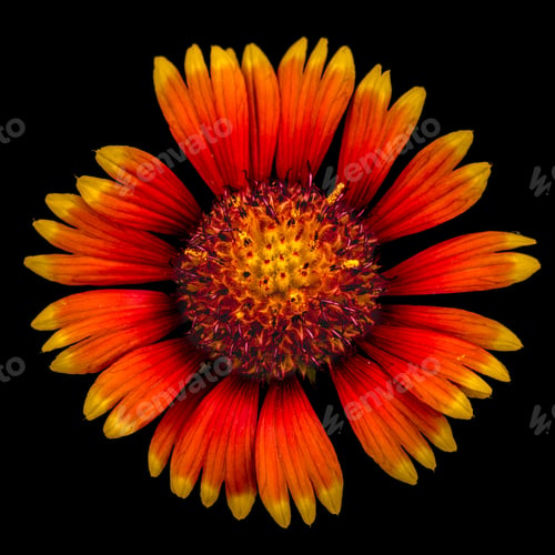 Preview: Flower of gaillardia, isolated on black background
