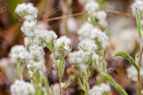 Preview: Close up of Q tips wildflowers