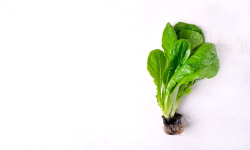 Preview: Fresh Romaine Lettuce Head with Roots Attached