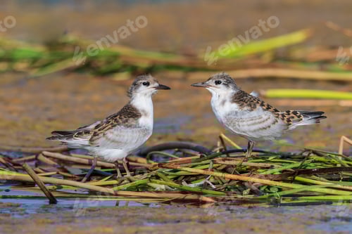 Preview: common tern (sterna hirundo)