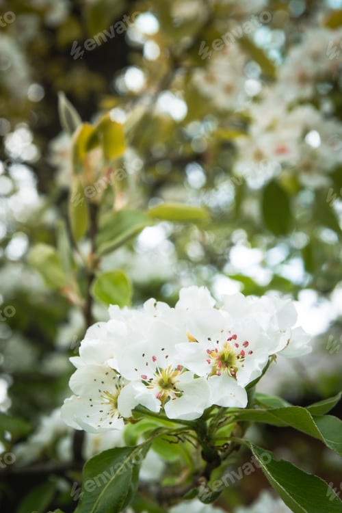 Preview: White flowers on a pear tree close up