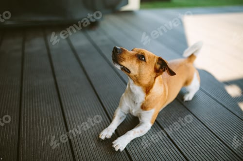 Preview: Cute basenji dog playing outdoors at daytime