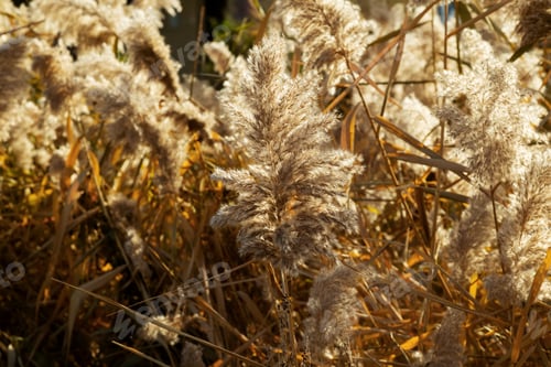 Preview: Pampas grass (Cortaderia selloana) in golden light. Natural background of soft plants. Close up