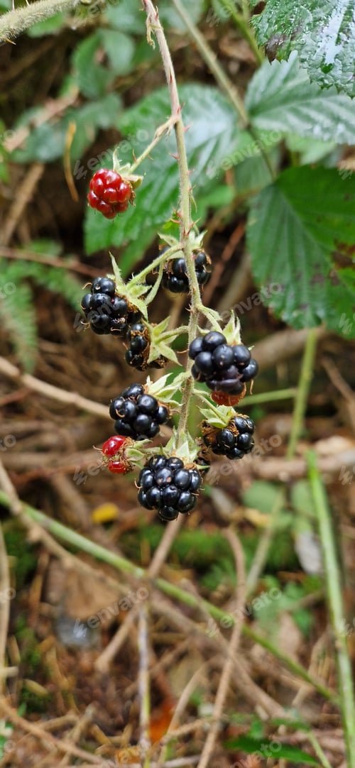 Preview: Closeup shot of the unripe blackberries on the bush on the blurred background