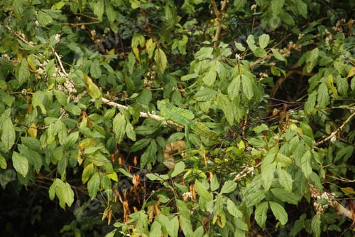 Preview: Perfect camouflage of a reptile in the jungle of Tortuguero. Costa Rica