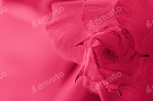 Preview: Red rose bud, Viva Magenta color, flower abstract background.