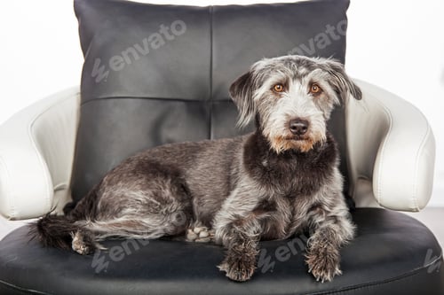 Preview: Large Mixed Breed Dog on Round Leather Chair