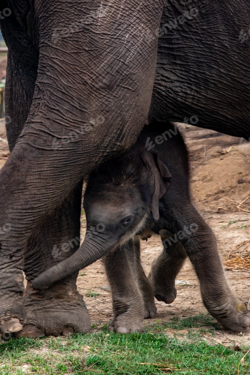 Preview: Mother and child. Female elephant with her calf in the park. Mother tenderness