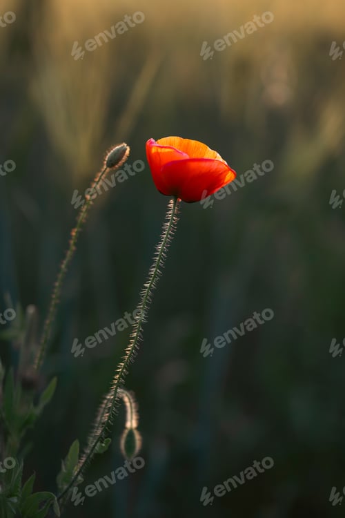 Preview: Beautiful field of red poppies in the sunset light.