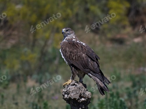 Preview: Bonellis eagle (Aquila fasciata)