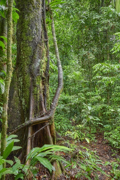 Preview: The dense jungle of Danum Valley in Borneo, Malaysia.