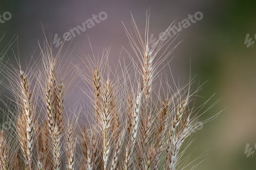 Preview: Close-up view of the ears of wheat