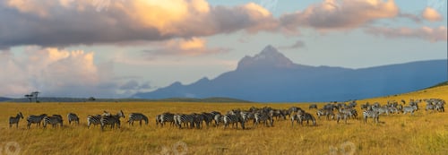 Preview: Zebras in a row walking in the savannah on Mount Kenya background
