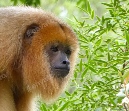 Preview: A side on view of a black howler monkey