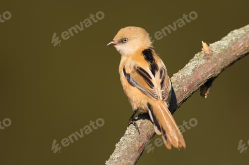 Preview: Panurus biarmicus, Bearded Reedling, a young bird sits on an old branch by the river