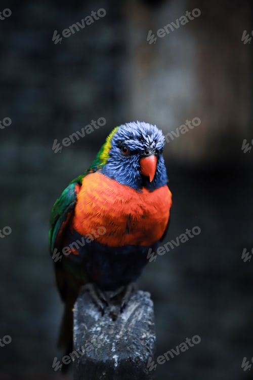 Preview: a colorful bird sitting on a metal object in a dark room
