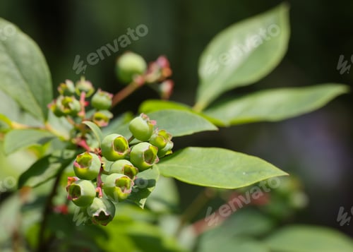 Preview: Fresh green blueberry berries growing in garden