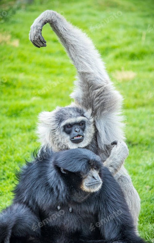 Preview: Vertical shot of a gibbon and a black monkey surrounded by grass