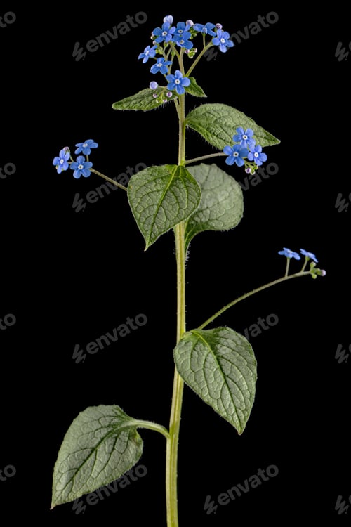 Preview: Blue flowers of brunnera, forget-me-not, myosotis, isolated on black background